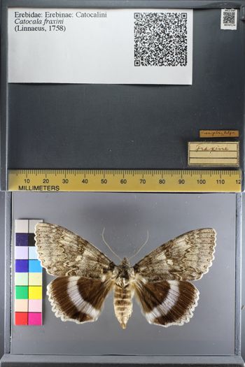 Media type: image;   Entomology 747174